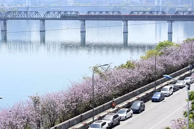 柳州市西堤路盛开的紫荆花，与微波荡漾的柳江相得益彰 Hoa tử kinh nở rộ trên đường Tây Đê, thành phố Liễu Châu, hoà trong khung cảnh dòng sông Liễu Giang sóng biếc