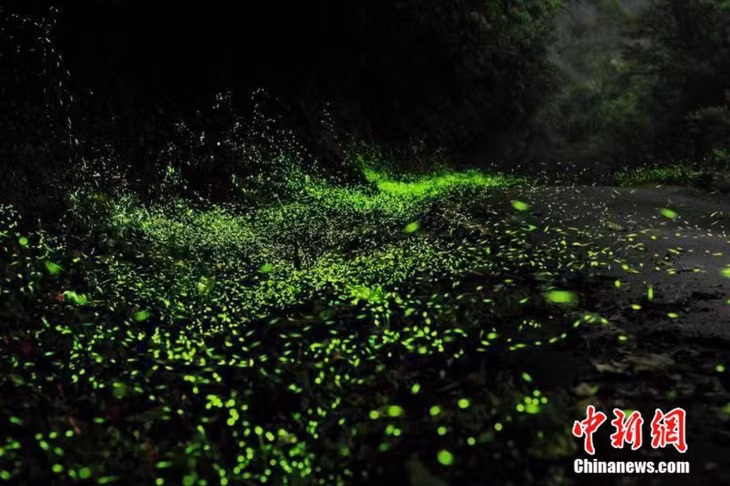 中国国家植物园正式揭牌 ảnh 2