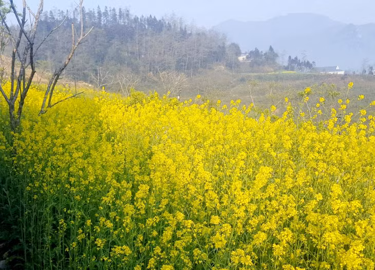 番西邦圣峰祈福踏春之旅 ảnh 3
