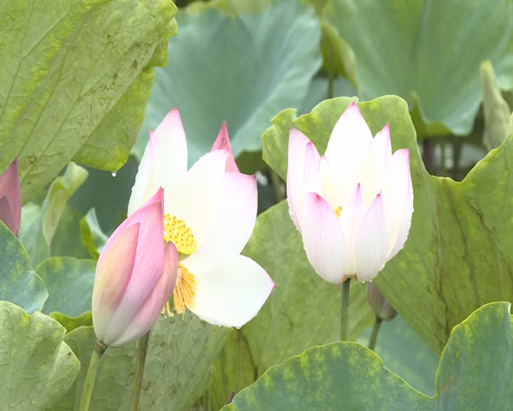 东潮市种植黄蕊莲发展“荷塘经济” ảnh 1