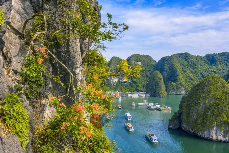 岩石山一簇簇的花给海湾增添了美丽。