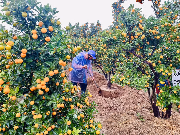 这几天，东潮市花卉、观赏植物种植区准备迎来丰收的新年。