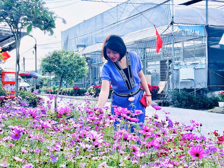 大波斯菊以其绚丽而又脆弱的美丽受到许多人的喜爱。