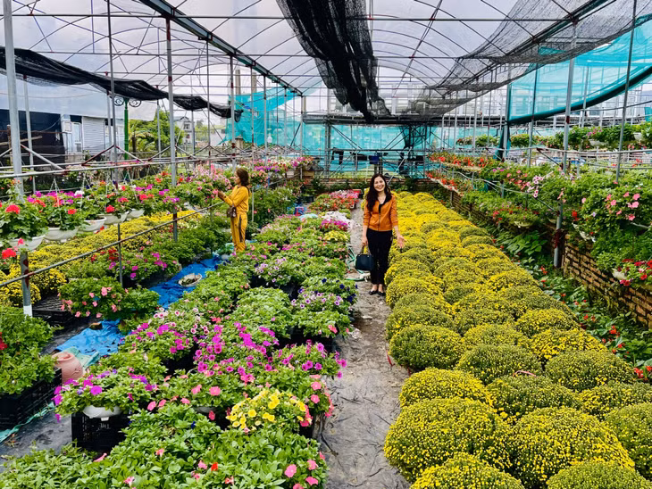 位于横葡坊的同茶花园是下龙市的最大花园。
