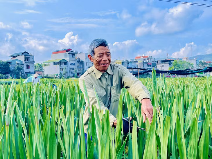 住在下龙市横葡坊同茶去赵庭松花农忙着照顾唐菖蒲。