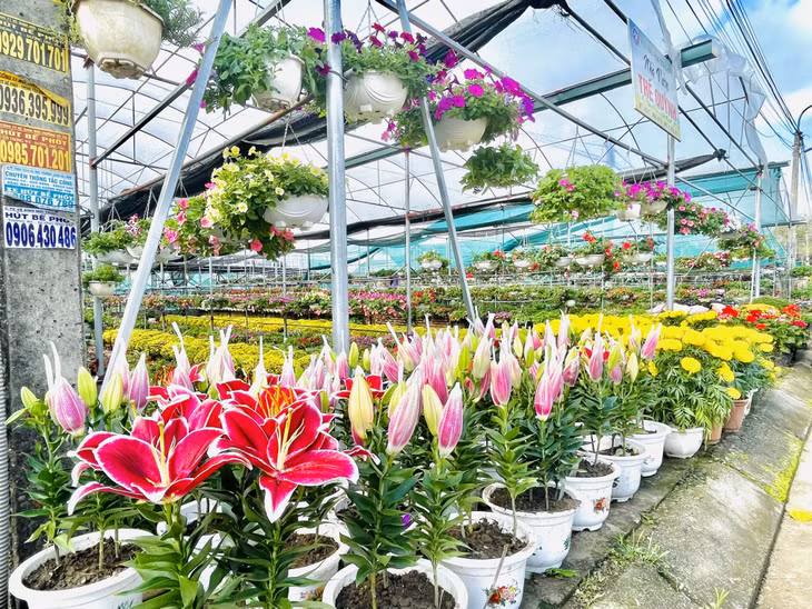 传统春节花市热闹迎新春 ảnh 3
