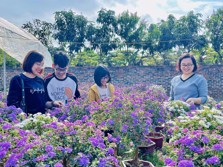 目前，下龙市横葡坊花卉和观赏植物种植区的花色好多、吸引众多居民和游客的目光。