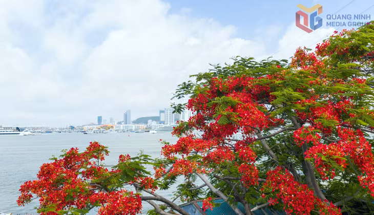 &nbsp;遗产湾畔，夏花绚烂 ảnh 5