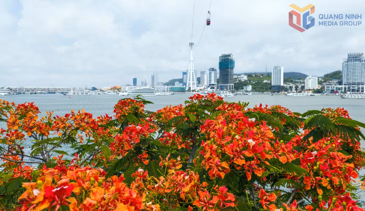 在繁花的点缀下，拜寨旅游区既展现出现代与活力，又充满浪漫气息。