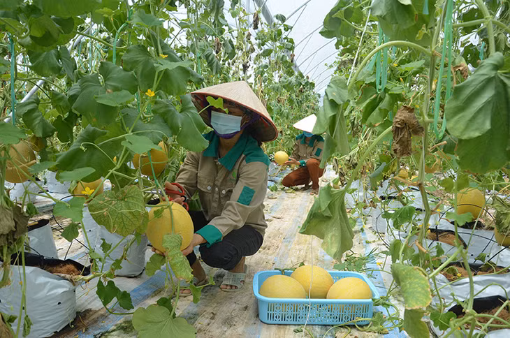 谭何县贸易与建设股份公司按照高科技规程种植的哈密瓜。