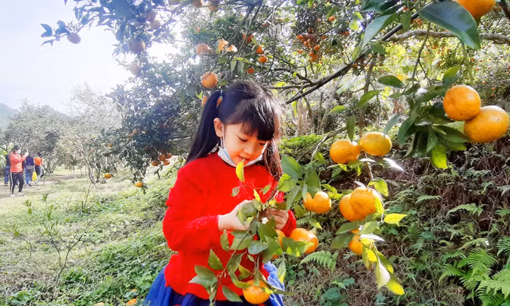 万安最大最美的橙子园区 ảnh 6