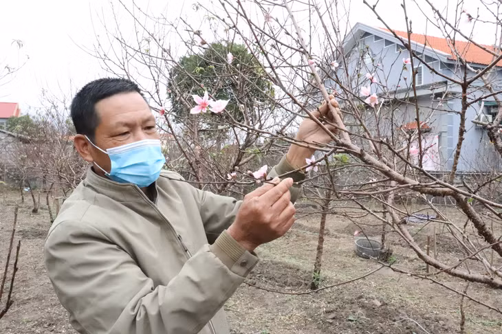 云屯县花农精心照顾桃花。