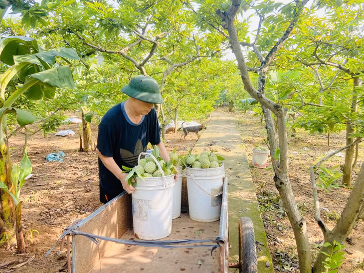 越民不应时番荔枝给农户增加收入。