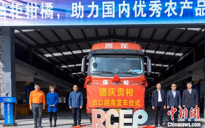 抢抓RCEP机遇 广东德庆贡柑出口越南 ảnh 1