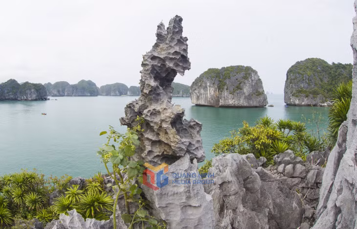 石芽与绿芽融为一体，增强了遗产的美丽。
