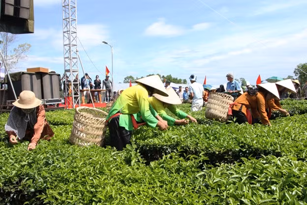 采茶比赛 活动异常热烈，旨在表彰采茶最快的茶农。