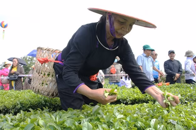 热闹的2024唐花茶节 ảnh 5