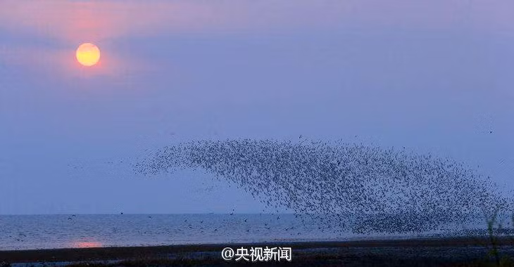 广西合浦儒艮保护区迎来大批迁徙候鸟 ảnh 4