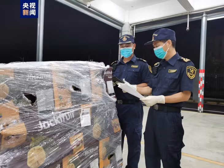 全国首批马来西亚菠萝蜜通过广西空港口岸入境&nbsp; ảnh 1