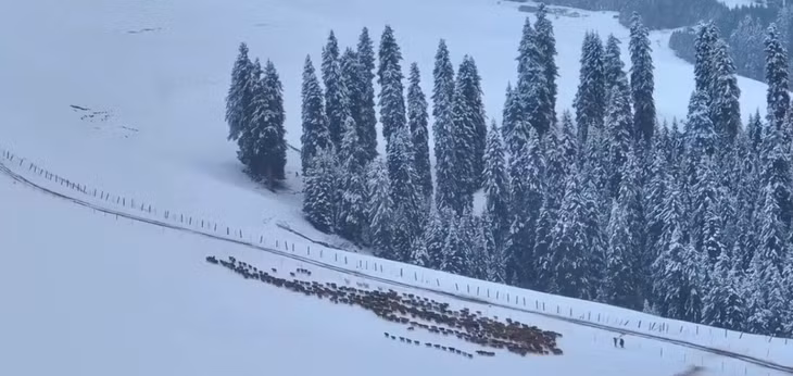 新疆秋雪的氛围感像童话世界一般 ảnh 2