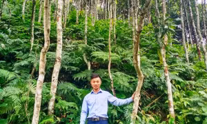 广宁329公顷桂树种植地获得有机认证证书