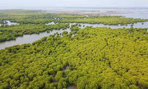 先安县同瑞红树林申请列入拉姆萨尔湿地公约湿地名录