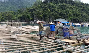 广宁新三种水产品正式获批对中国出口