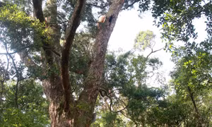 安子名山的赤松路