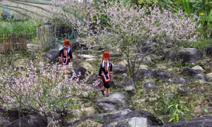 平辽的春色