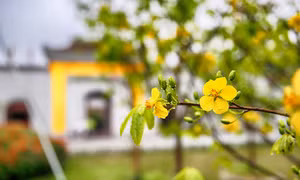安子黄梅花 – 佛教圣地的珍贵花种