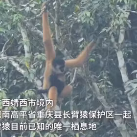 东黑冠长臂猿种群数量实现恢复性增长 